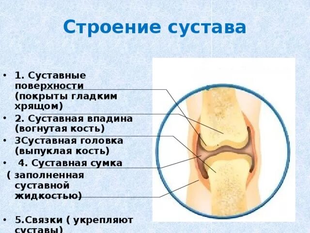 Содержит суставную жидкость. Строение сустава суставная впадина. суставная сумка и связки. суставная впадина суставная сумка. сустав суставная впадина жидкость.