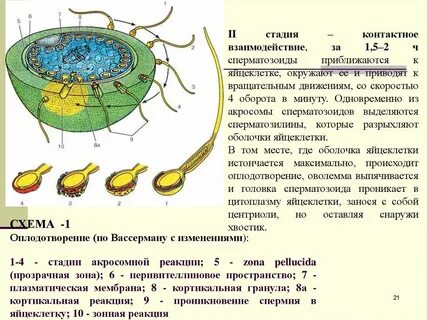 Скорость яйцеклетки
