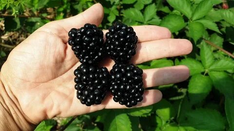Ежевика характеристика сортов