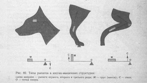 1 тип рычага