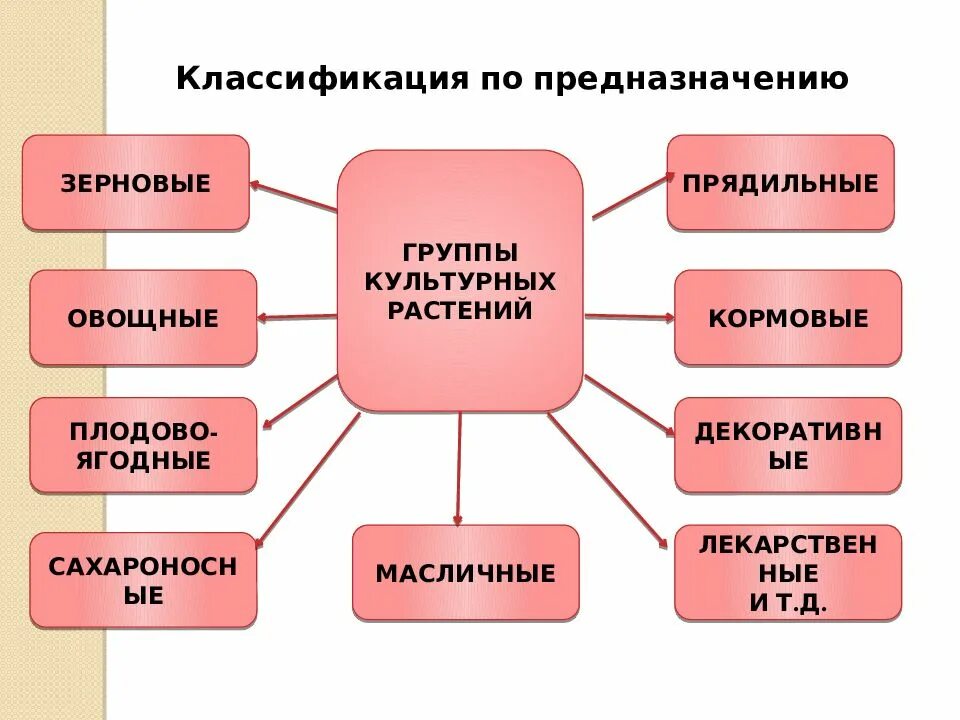 Распределите культурные растения по группам. Культурные растения и их классификация. Общая характеристика и классификация культурных растений. Разнообразие культурных растений. Характеристика культурных растений.