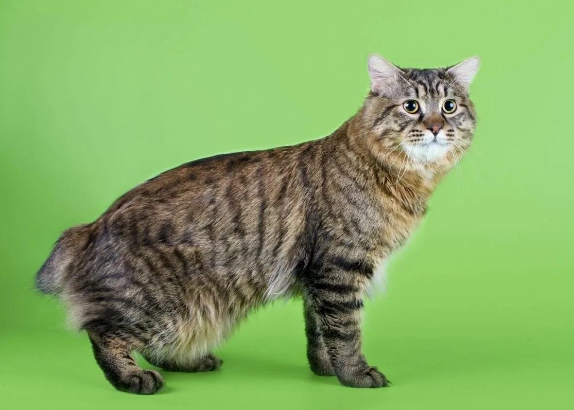 American bobtail. Американский бобтейл короткошёрстный. Мэнкс Курильский бобтейл. Карельский бобтейл короткошерстный. Американский бобтейл длинношёрстный.