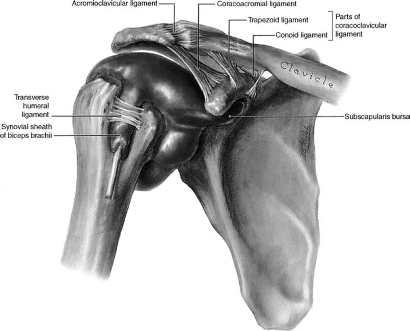 Анатомия плечевого сустава
