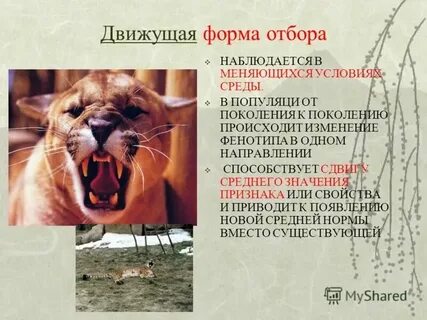 Движущий естественный отбор примеры у растений