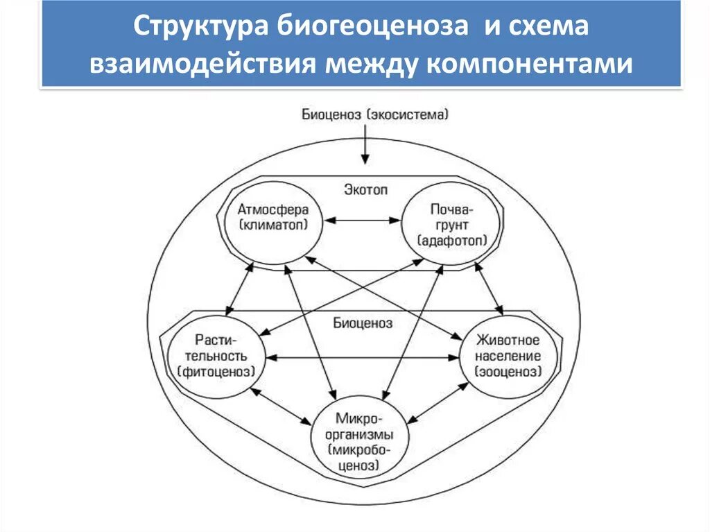 Связь между экосистемами. Схема взаимодействия компонентов биогеоценоза. Структура биогеоценоза и схема взаимодействия между компонентами. Схема взаимодействия компонентов экосистемы. Взаимодействие между компонентами системы схема.