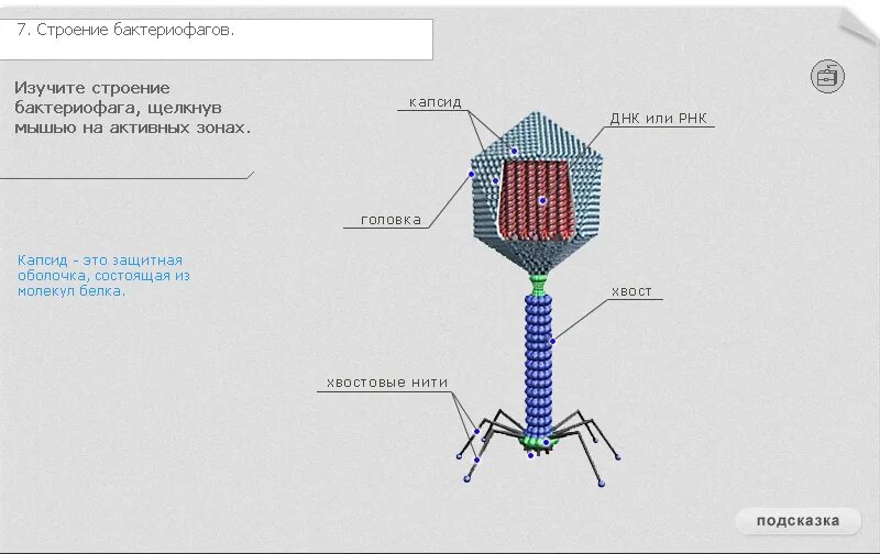 Строение клетки бактериофага. Зарисуйте строение бактериофага. Строение бактериофага без подписей. Бактериофаг полное строение ядро. Наследственный аппарат вируса формы жизни бактериофаги