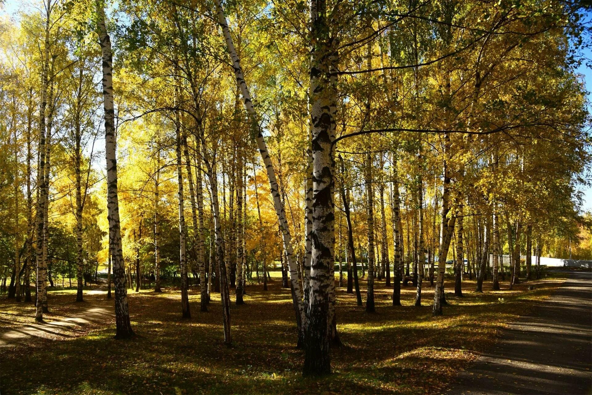 ЦПКИО Рязань осенью. Лесопарк Рязань. Рюмина роща Рязань. Парк в Рязани осенью. Парка рязань купить