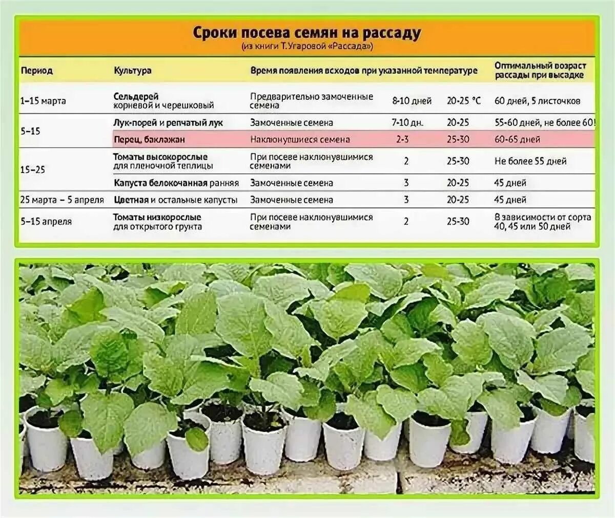 Можно ли сажать рассаду в апреле. Капуста пекинская f1 рассада. Огурец Гектор f1 рассада. Рассада баклажан от посадки до высадки. Семена на рассаду в открытом грунте.