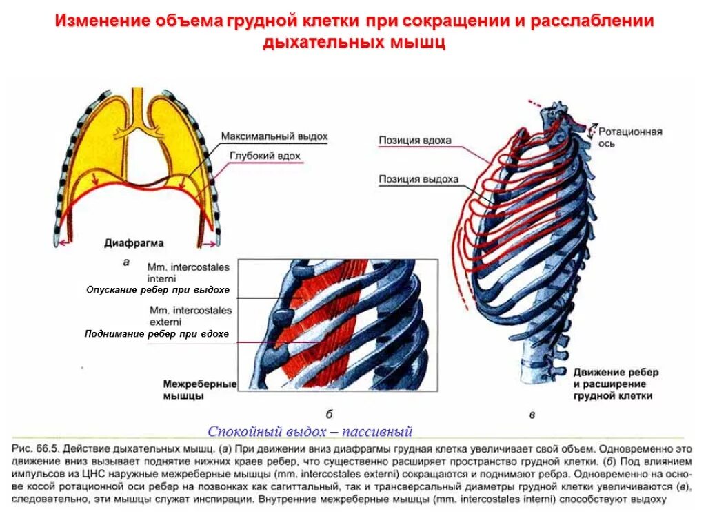 Положения грудной клетки. Вдох расширение грудной клетки мышцы. диафрагма и наружные межреберные мышцы. наружные и внутренние межреберные мышцы при дыхании. дыхательные движения межреберные мышцы.