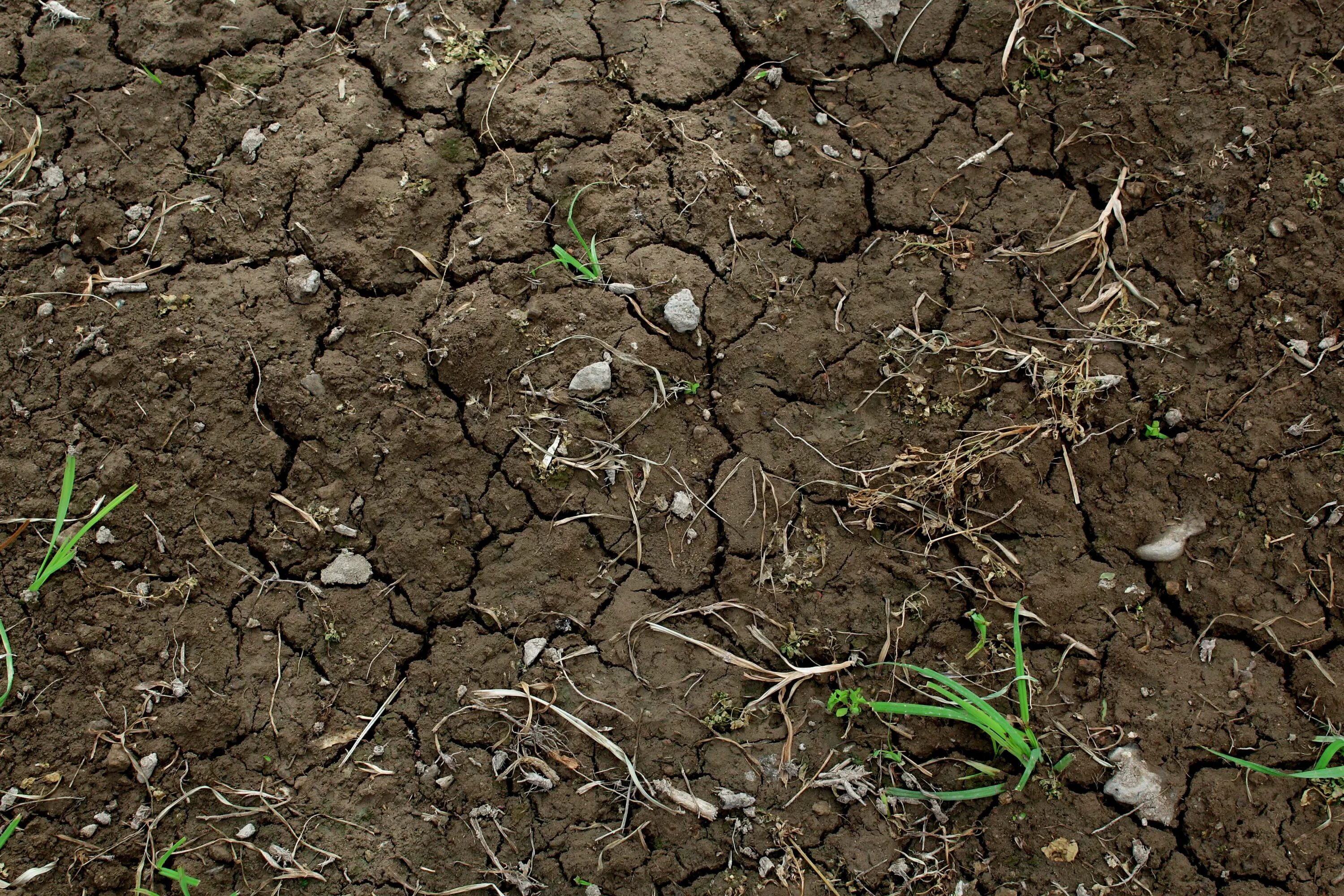 Почвы малоплодородны и сильно заболочены короткие. Грунт Soil. Soil почва. Земля с травой. Плодородная земля.