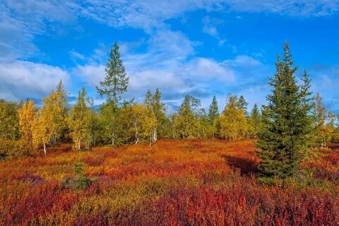 Лесные зоны тундра