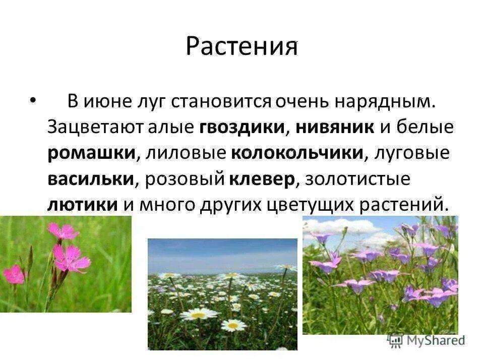 Природное сообщество луг животные и растения