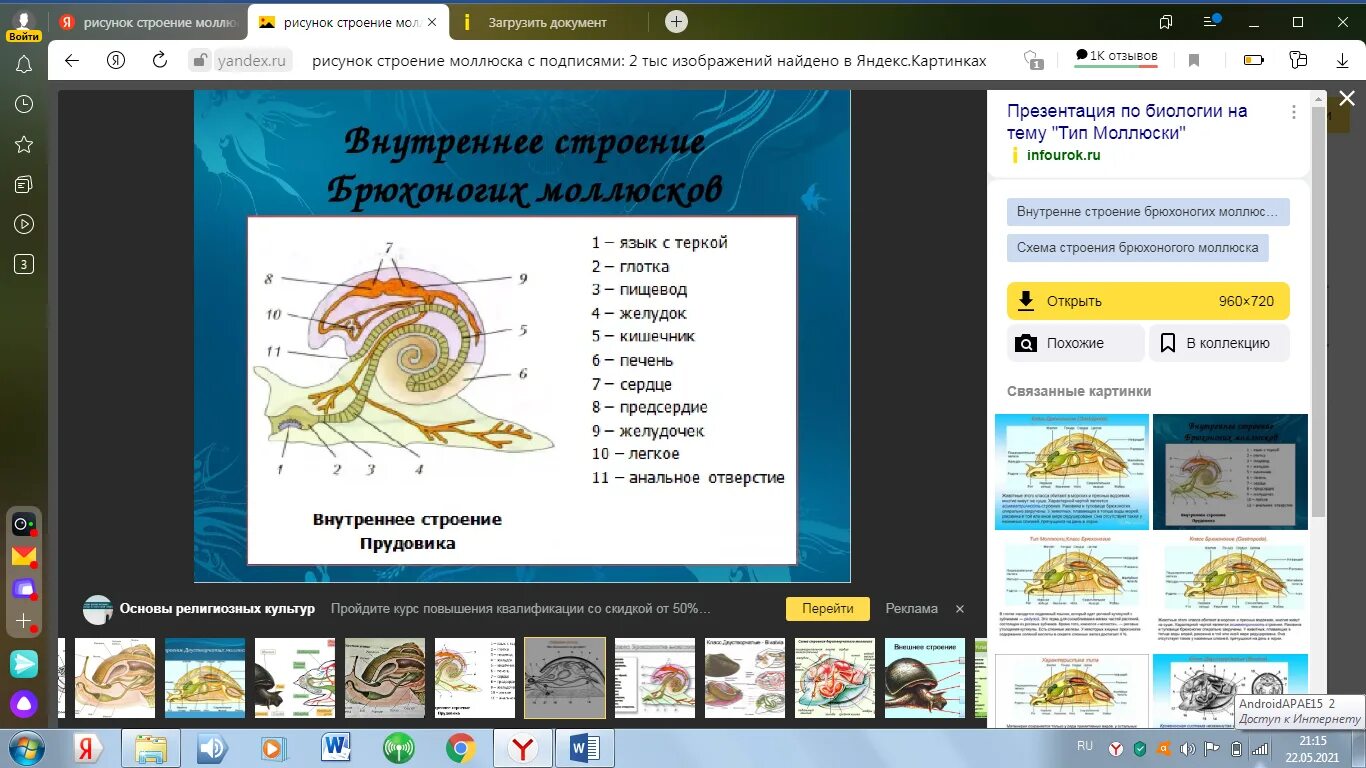 Моллюски биология тест. Тест биологии Тип моллюски. Проверочная работа Тип моллюски. Тесты по теме урока биологии моллюски. Тесты ракообразные 7 класс