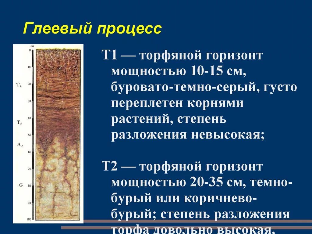 Болотно-торфяные глеевые почвы. Почвы пермского края 4 класс. Вологодская область какие почвы. Сведения о почвах нашего края. Почвенные ископаемые.