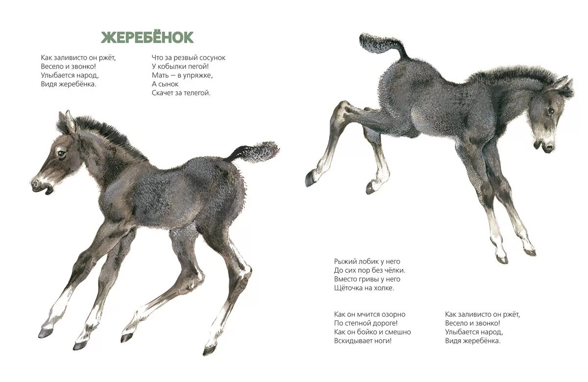 клички животных жеребенок. лошади и жеребята презентация. семья лошадей как называется. детские стихи про жеребенка. стишок про жеребенка.