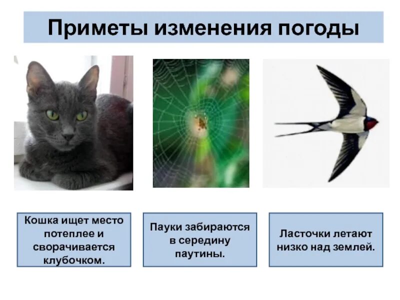 Перед вами несколько примет о погоде. Приметы по поведению животных. приметы о погоде за поведением животных. народные приметы с животными. приметы про животных о погоде.