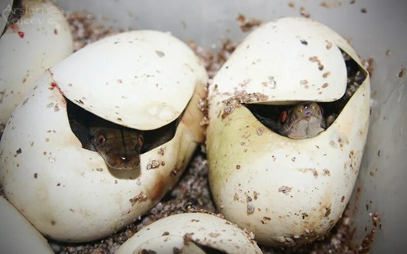 Python egg