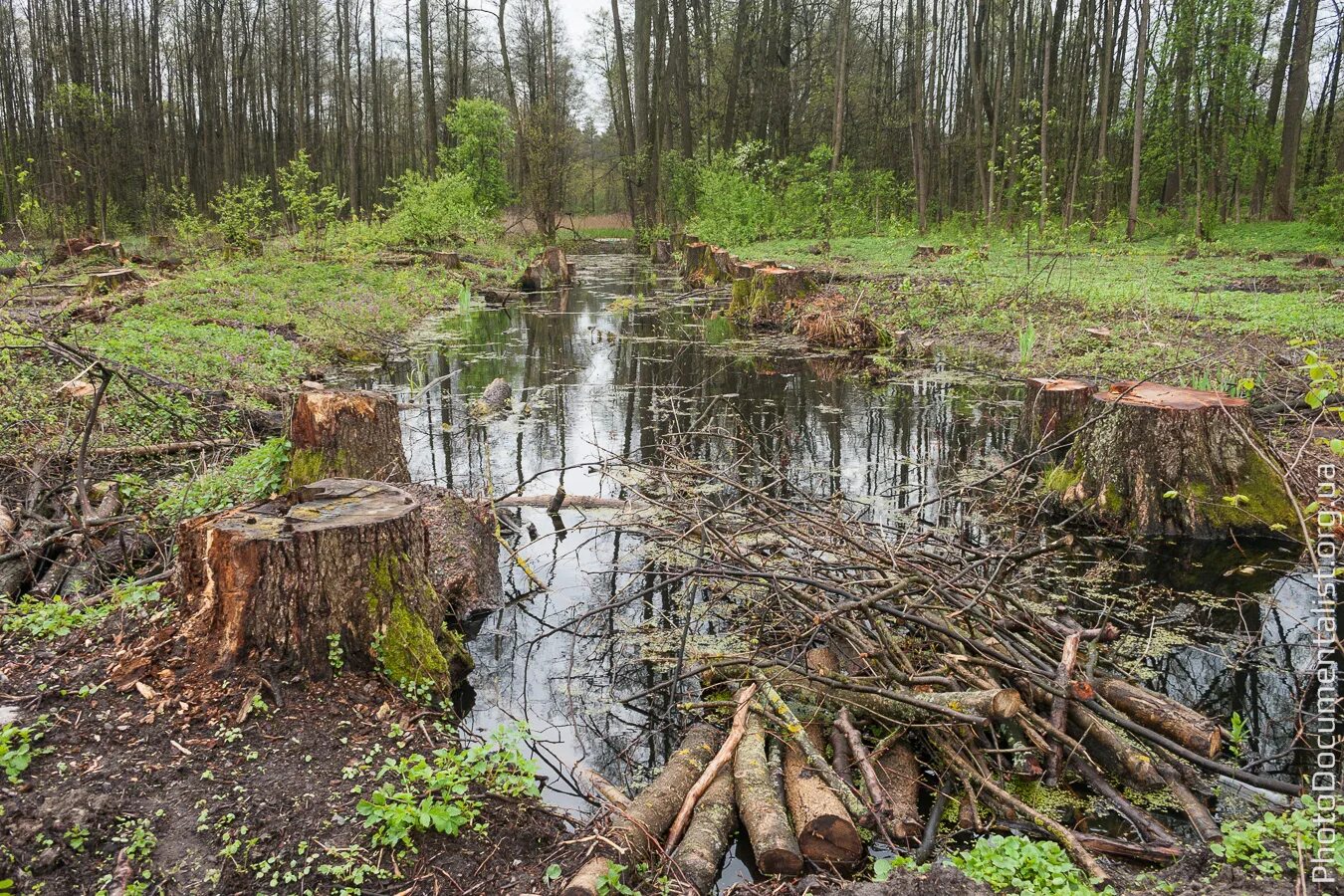 Моховское болото. Низинные торфяные болота. Преодоление болота. Болотные ходы. Болотник болотный.