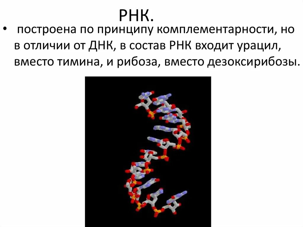 Рнк тимин урацил. Тимин у ДНК И РНК. РНК урацил вместо. Урацил в ДНК. ДНК РНК урацил.