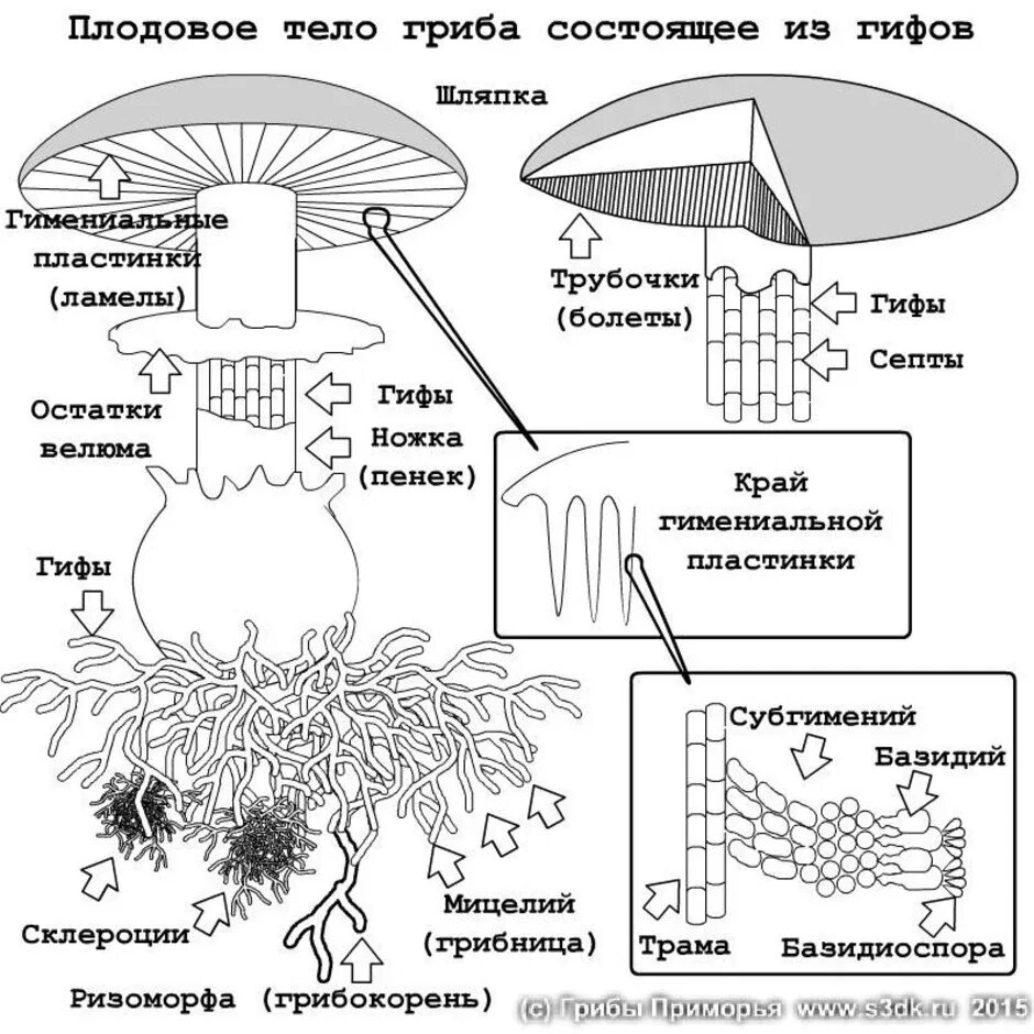 Тело гриба состоит из ответ. Структура плодового тела шляпочного гриба. Структура и схема шляпочного гриба. Схема плодовое тело шляпочного гриба. Грибы строение шляпочных грибов.