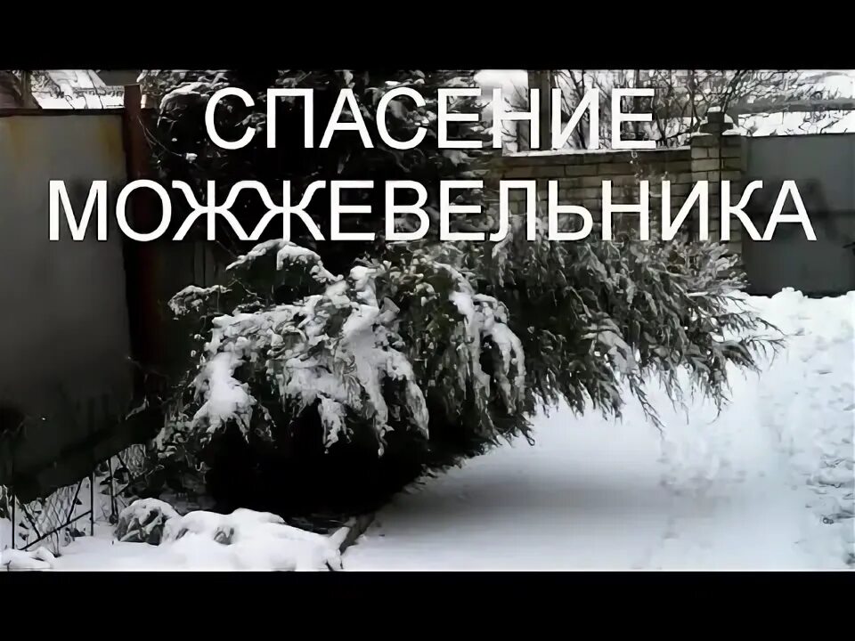 Сохнет можжевельник как спасти. Можжевельник под снегом. можжевельник в снегу.
