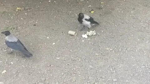 Я боюсь долгоносой вороны