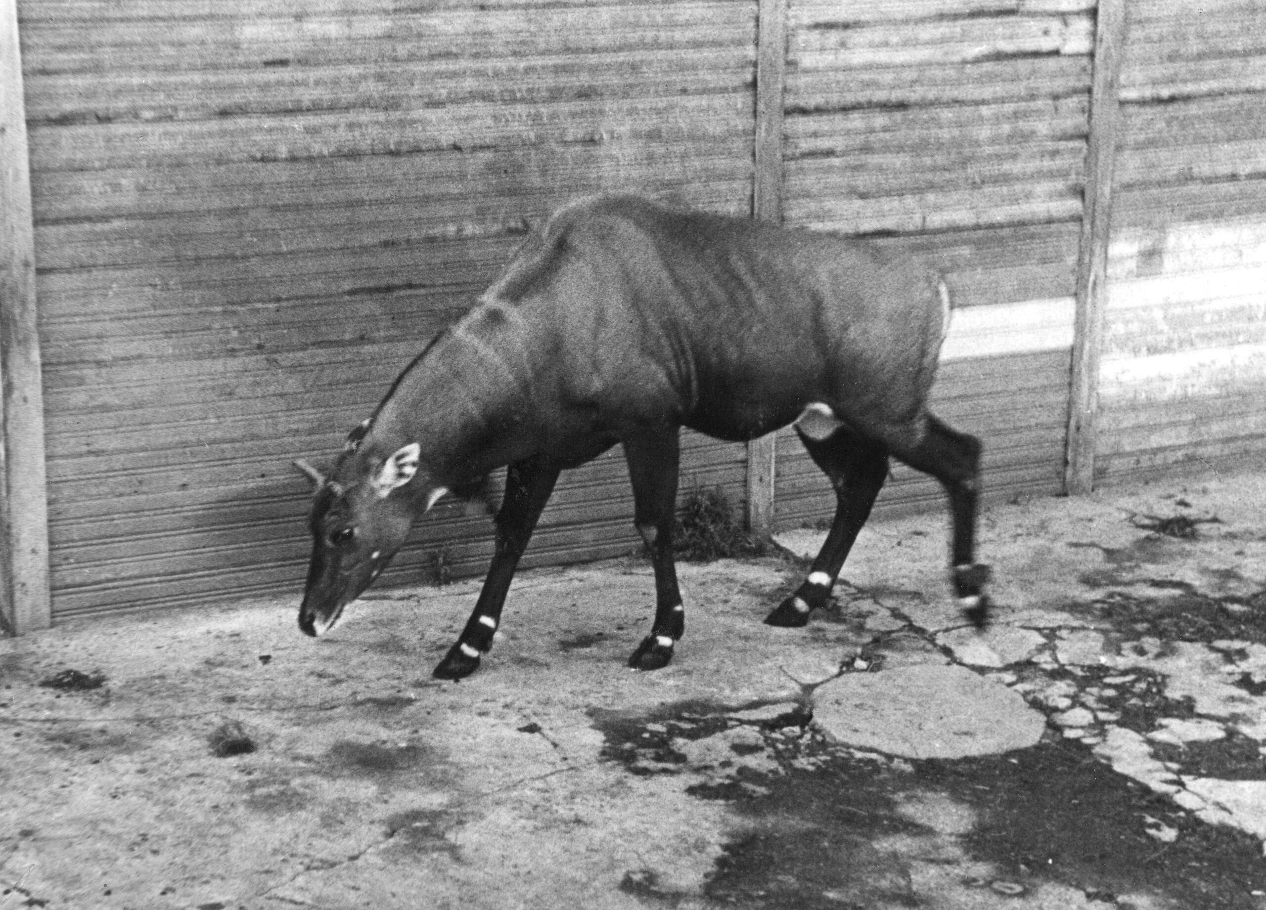 ленинградский зоосад в годы блокады. блокада ленинграда коты. домашние животные блокадного ленинграда. животные в годы блокады ленинграда. ленинградский зоопарк в блокаду.