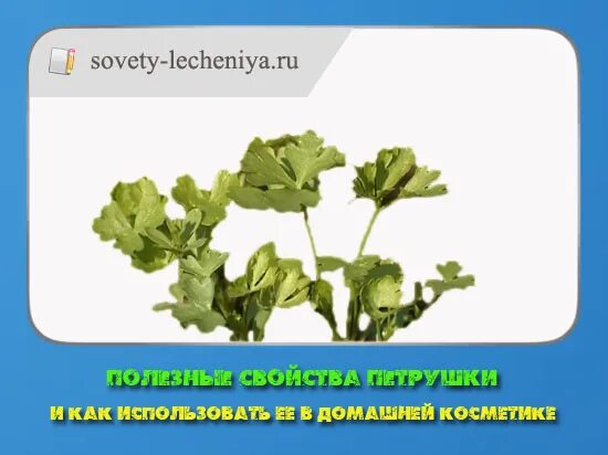Петрушка растение сем зонтичные. Петрушка листовая сударыня. Петрушка простое или сложное. Строение листа петрушки. Петрушка растение листовая.