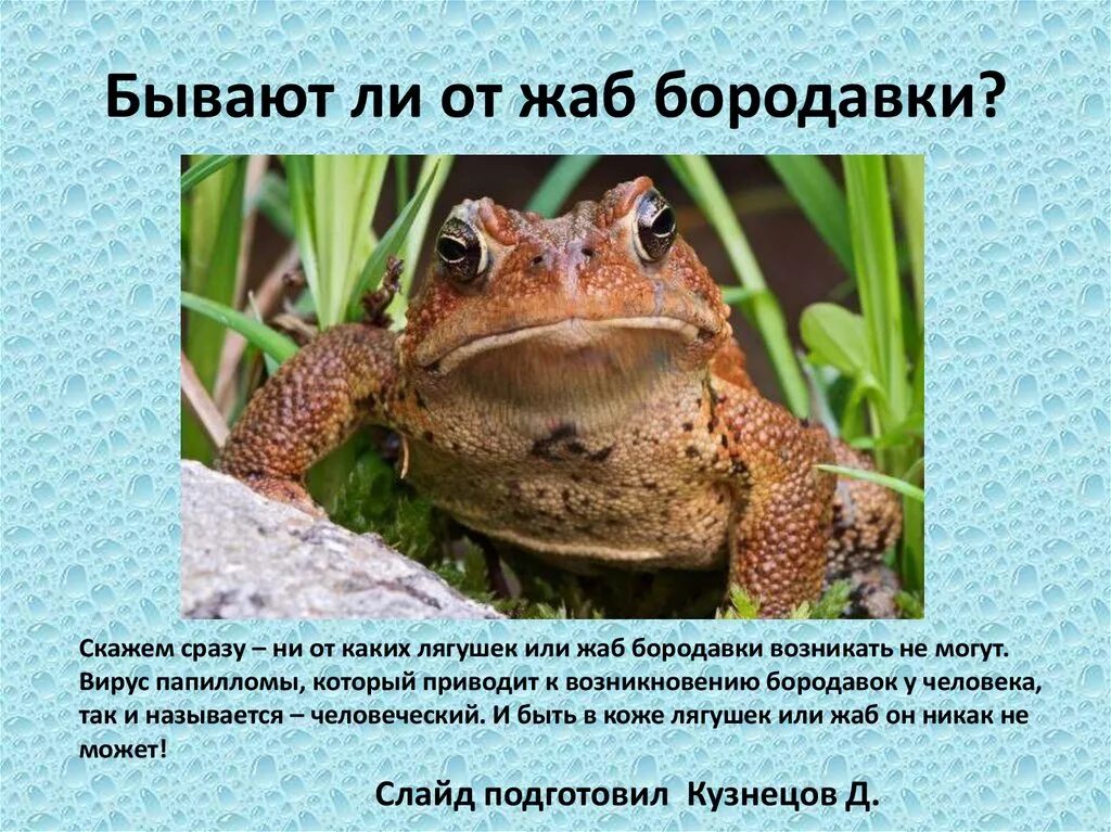 Бородавки от жаб. Бывают ли бородавки от лягушек. появляются ли бородавки от жаб. бородавки от лягушек и жаб.