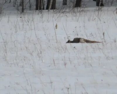 Нсо 7