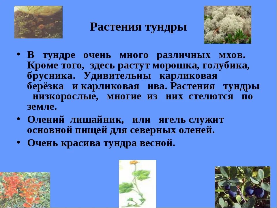 Растения встречаются в тундре. Сообщение о растении тундры 4 класс окружающий мир. Растения тундры. Растительность тундры сообщение. Растительность тундры презентация.