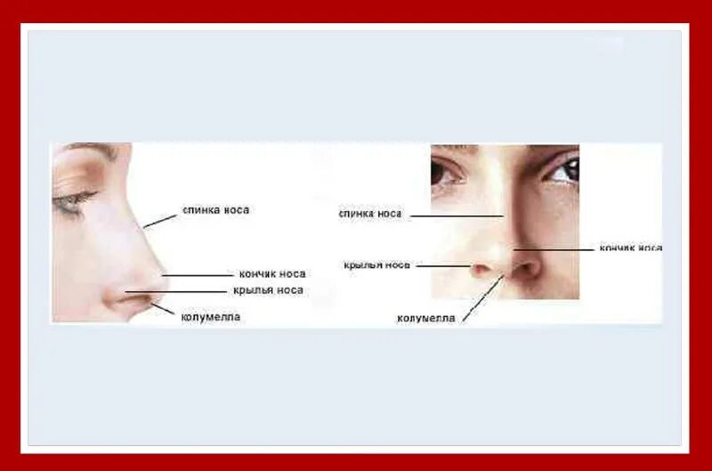 Наружное строение носа анатомия. Переносица это где. Название внешних частей носа. Переносица это где. Переносица это где.