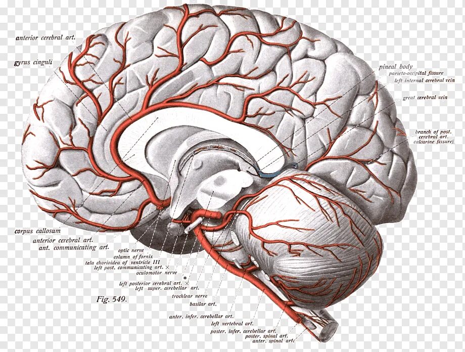 Задняя мозговая артерия анатомия. Задняя мозговая артерия (arteria Cerebri posterior. Передняя мозговая артерия анатомия. Кровоснабжение лобной доли. Мозговые артерии латынь