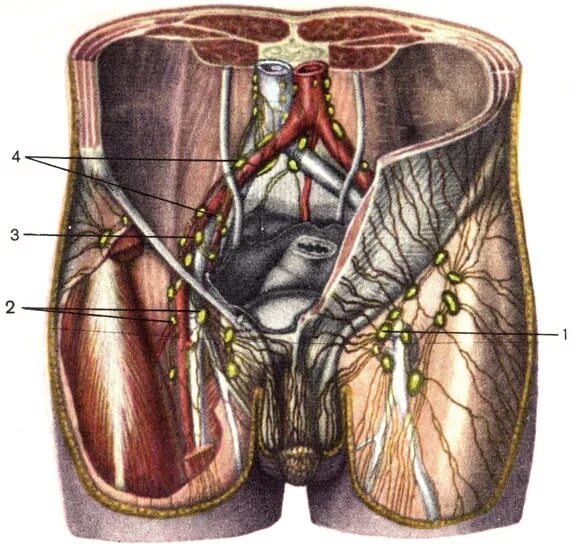 Вена в паху у мужчин. Подвздошные лимфоузлы и паховые лимфоузлы. Поверхностные лимфоузлы подвздошной области. Паховые лимфатические узлы (Nodi lymphatici inguinales),. Пахово бедренные лимфоузлы.