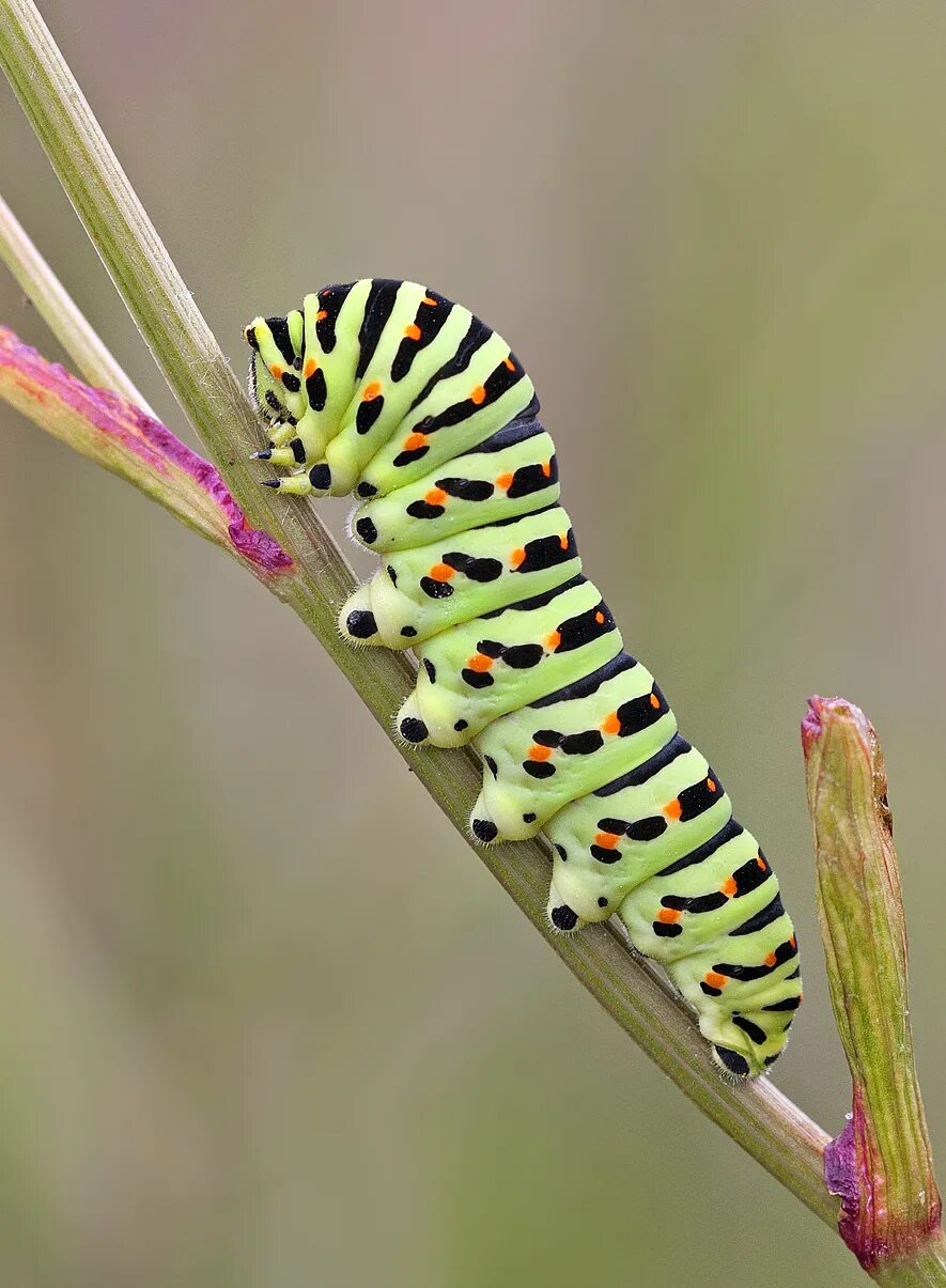 Swallowtail Caterpillar гусеница. Swallowtail Caterpillar бабочка. Гусеница бабочки Spicebush Swallowtail. Гусеница Катерпиллер бабочка. Гусеница бабочки 7