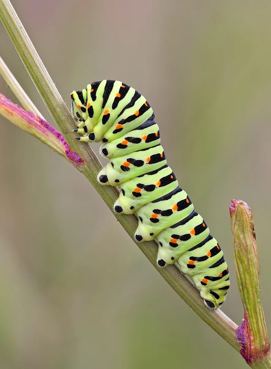 Гусеница бабочки 7. Swallowtail Caterpillar гусеница. Swallowtail Caterpillar бабочка. Гусеница бабочки Spicebush Swallowtail. Гусеница Катерпиллер бабочка.