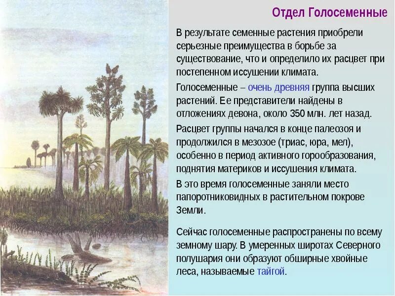 Голосеменные господствовали на земле. Сообщение о голосеменных растениях 7 класс. доклад голосеменные растения 7 класс. сообщение о голосеменных растениях 5 класс. доклад по биологии 5 класс на тему голосеменные растения.