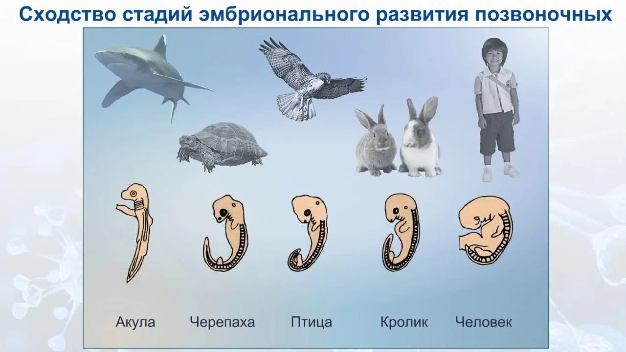 Сравните особенности размножения и развития позвоночных животных. Эмбриональное развитие зародышей позвоночных. Сходство стадий эмбрионального развития позвоночных. Сходство эмбрионов позвоночных. Стадии эмбрионального развития позвоночных животных.