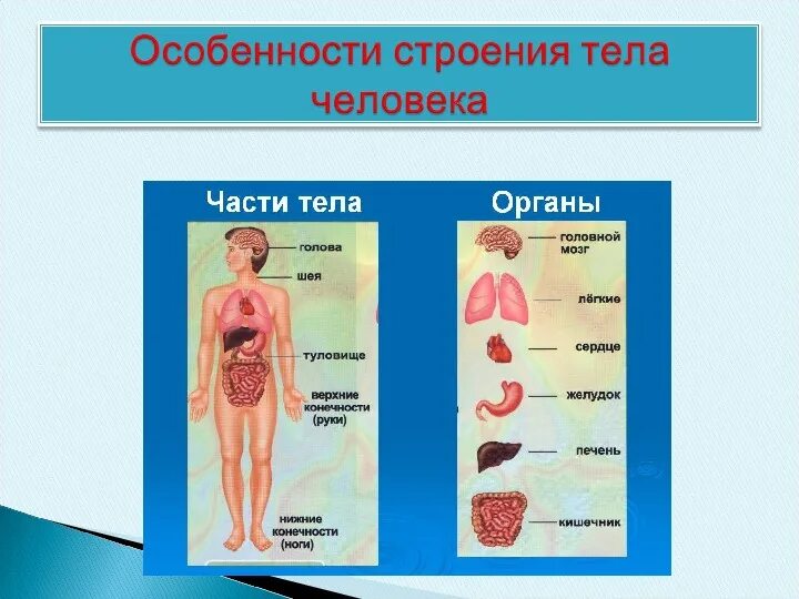 Органы человека 8 класс биология. Темы по биологии 8 класс анатомия. Организм человека схема внутреннее строение 2класс. Строение органов человека биология 8 класс.