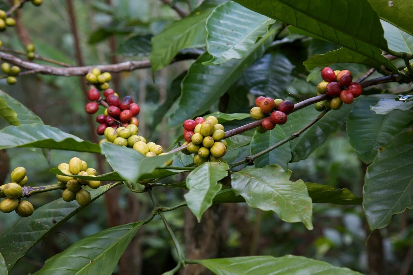 Кофейное дерево (Coffea). Кофейное дерево Арабика ягоды. Кофе Арабика растение. Кофейное дерево Канефора. Сосед кофейного дерева