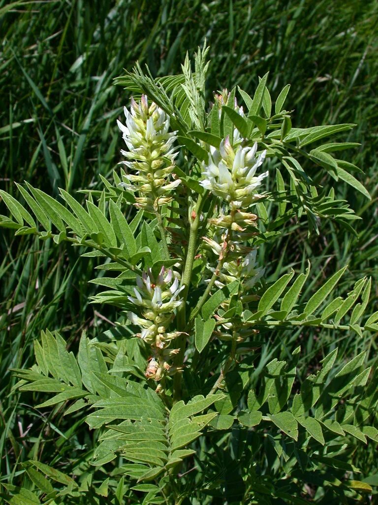 Солодка для чего применяется. Glycyrrhiza lepidota. лакрица корень солодки. солодка корень. лакрица растение.