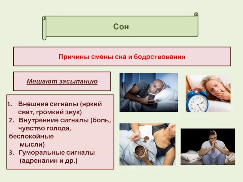 Сон и бодрствование значение сна