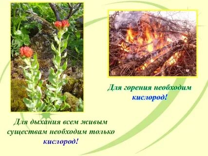 Для жизни живым существам необходимы