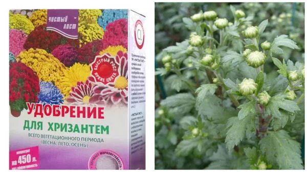 Хризантема весной. Чем подкормить хризантемы перед цветением. Как рассадить хризантемы на участке. Подкормка хризантем. Чем подкормить хризантемы перед цветением.