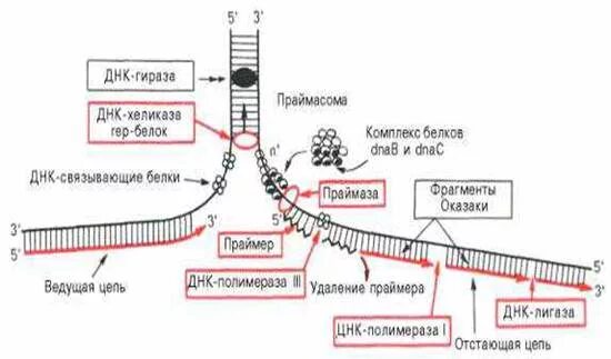 В результате реакций матричного синтеза синтезируются молекулы. ДНК гираза. Реакции матричного синтеза. Реакция матричного синтеза ДНК. Реакции матричного синтеза таблица.