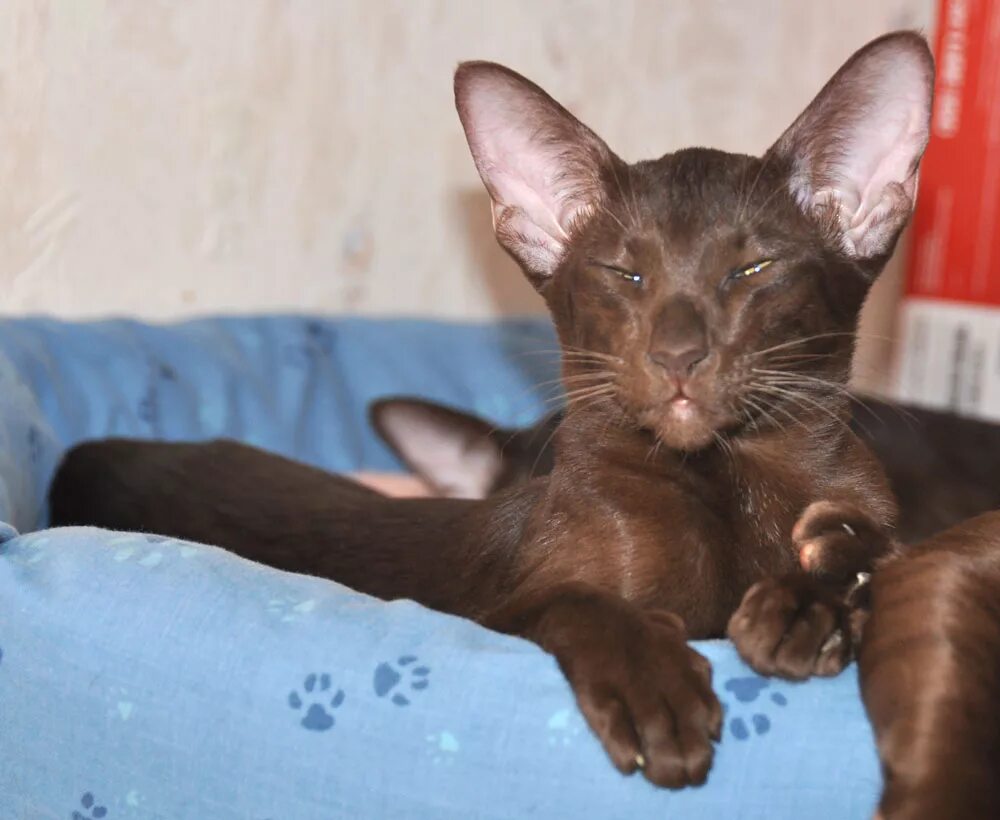 ориентальные котята москва. ориентальные котята москва. ориентал кошка черная. ориентальные котята москва. ориентальная кошка.