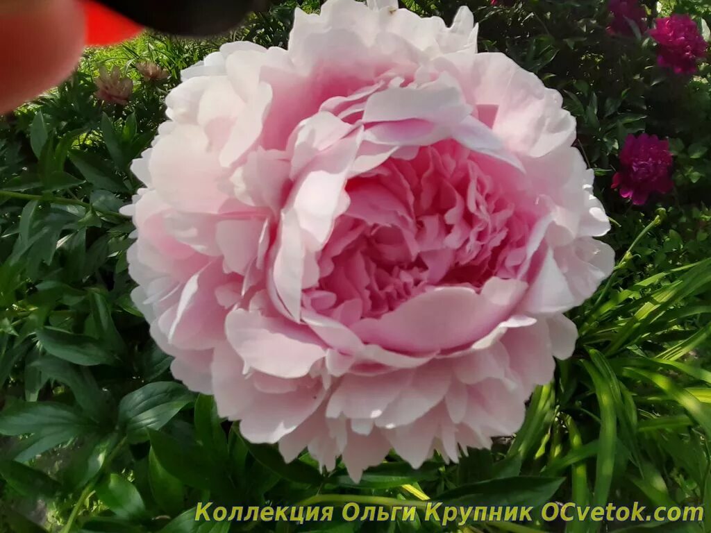 пион пинк джиант. сад ворошиловых каталог на 2024. пион сорт лемон шифон. коллекция пионов ворошиловой анны борисовны. пион биг ред бумер сунер.