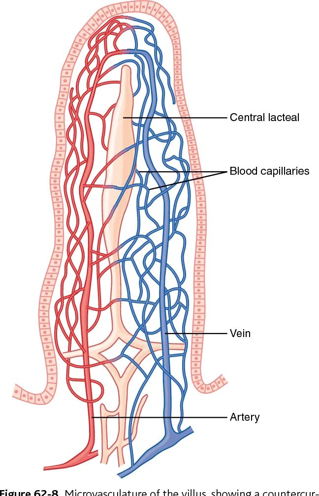 Кровоснабжение кишечной ворсинки. Сосуды в кишечной ворсинке. В кровеносные капилляры кишечной ворсинки. Кровообращение ворсинки.