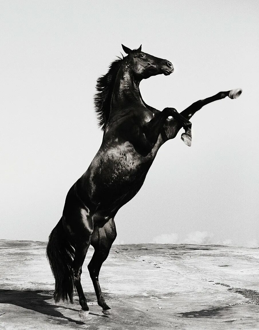 Черный конь скачет. Лошадь на дыбах. Красивые лошади. Черный конь. Конь скачет.