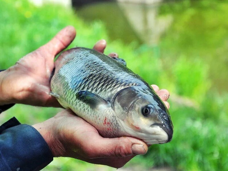 Карп. Рыбоводство Карп. Прудовая рыба. Фото прудовой рыбы. Породы разводимых рыб